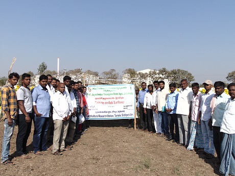 Field day on Rabi Sunflower, Irkode 