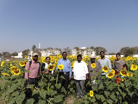 Field day on Rabi Sunflower, Irkode 